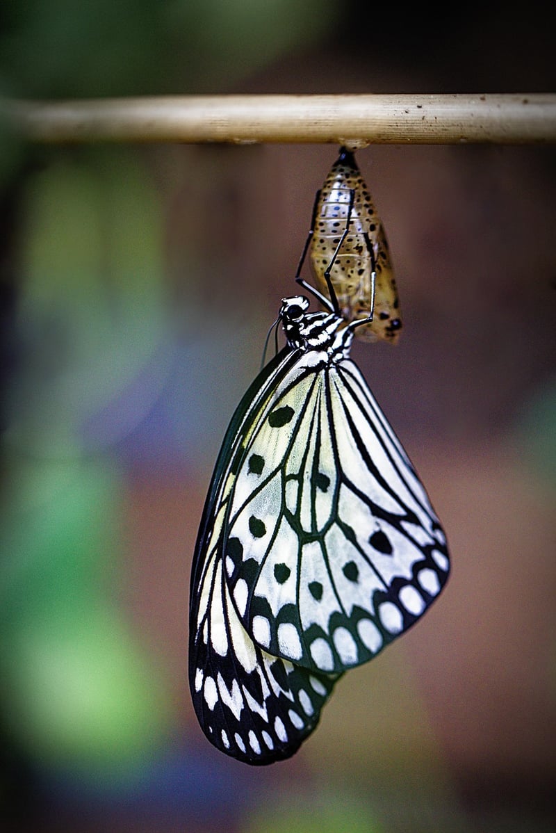 Life Transformation
